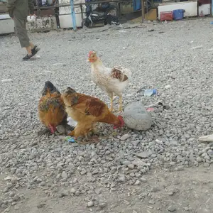 Мурги Чайник, Вахдат