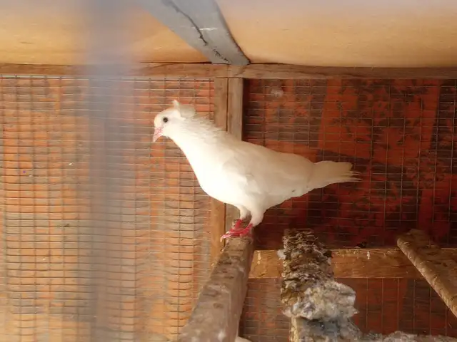 Кафтар, Хуҷанд
