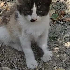 Котята смешанные, Худжанд