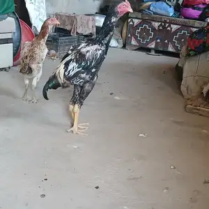 Дакан, Фархор