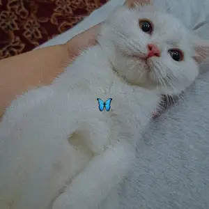 Шотландский котенок мальчик, Худжанд