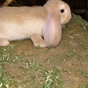Франсузкий баран, Ашт