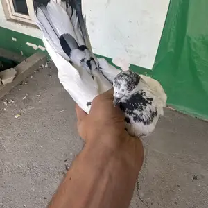 Кафтар, Душанбе
