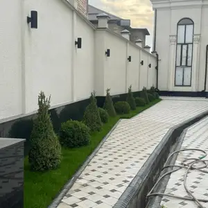Шамшод Вечнозелёные, Душанбе