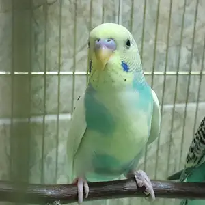 Попугай, Душанбе
