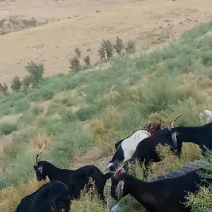 Бузхо, Душанбе