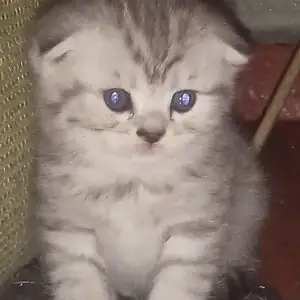 Британская шиншила, Душанбе
