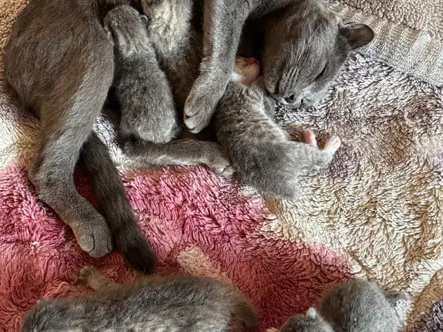 Котята шотландской вислоухой, Душанбе