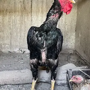 Дакан, Бохтар (Курган-Тюбе)