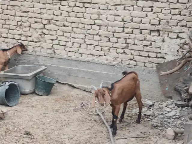 Буз, Худжанд