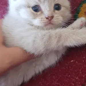 Кот, Хуҷанд
