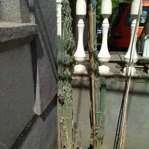 Кактус, Душанбе