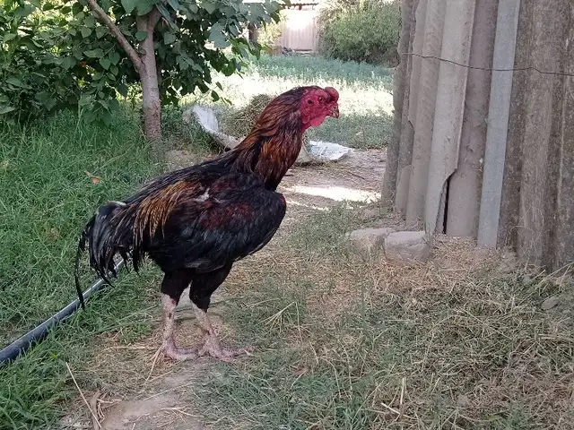 Дакан, Турсунзаде