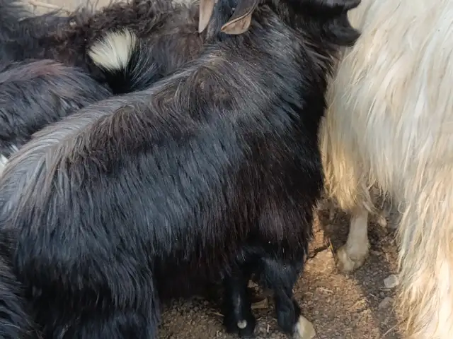 Буз, Душанбе