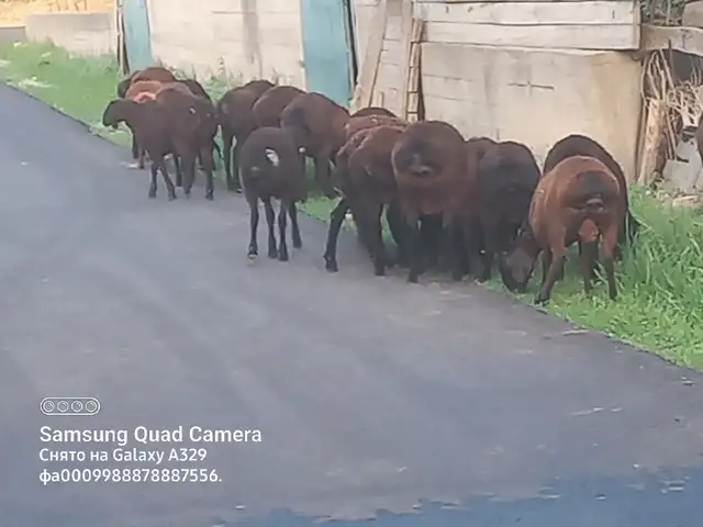 Кушкор баррахо, Ҳисор