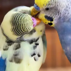 Попугай, Душанбе