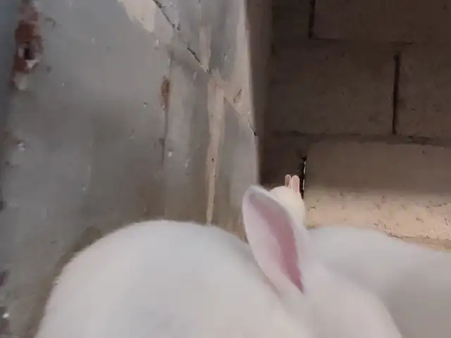 Заргуш, Душанбе