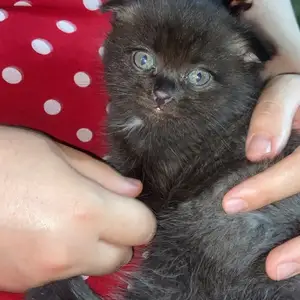 Кошка, Душанбе