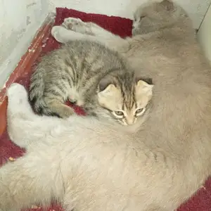 Шотландские котята, Душанбе