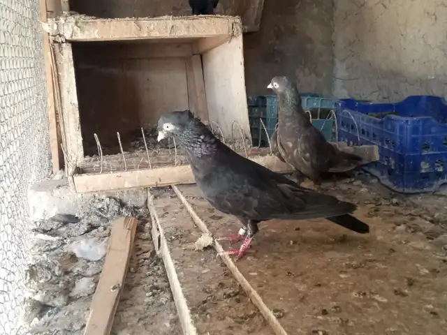 Кафтар, Душанбе