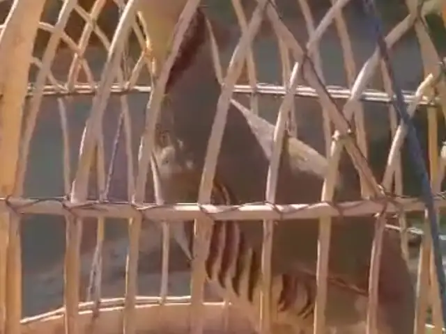 Кабк, Душанбе
