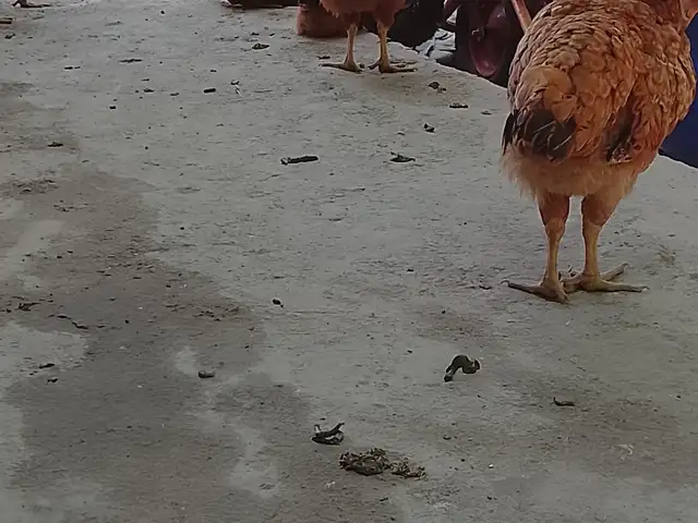 Мурги сурх, Турсунзаде