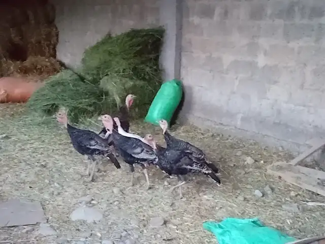 Индюки, Гиссар