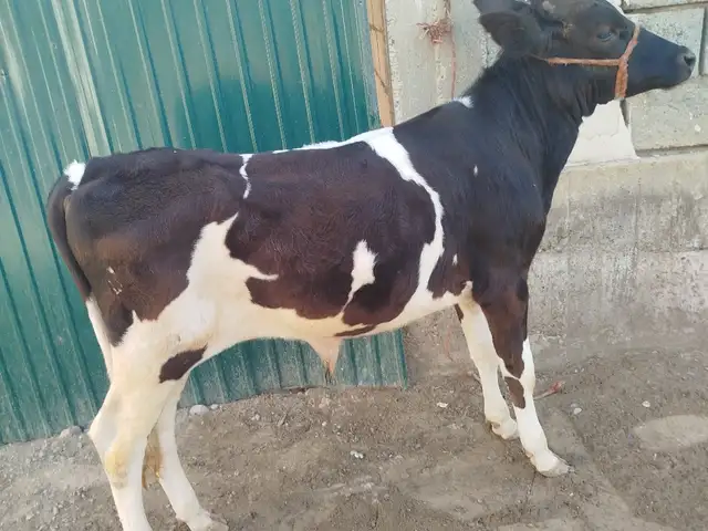 Буқа, Хуҷанд