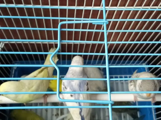 Попугай, Душанбе