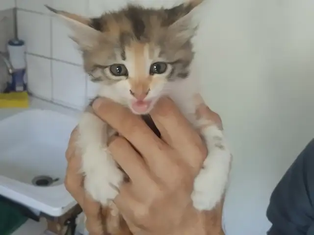 Котёнок в добрые руки, Хуҷанд