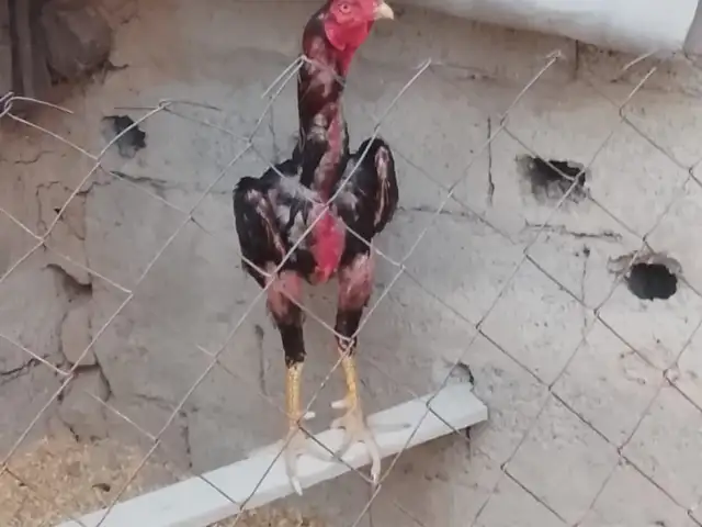 Хуруз, Душанбе