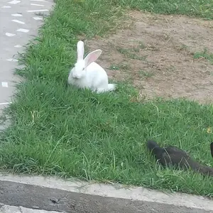 Харгуш, Душанбе