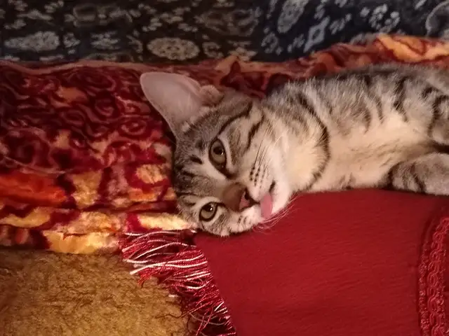 Котята даром, Душанбе - 4