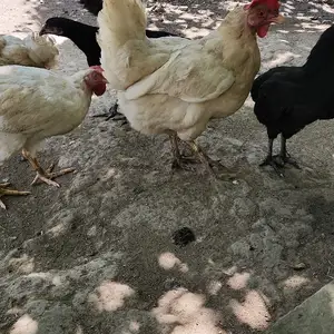 Мурги тухм кун чуча броран, Душанбе