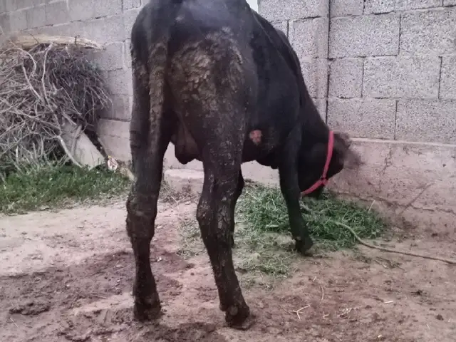Бука, Ҳисор