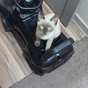 Сиамский кот, Худжанд