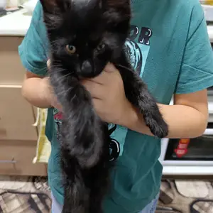 Котята, Худжанд
