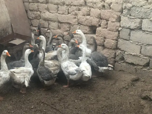 Қозхо, Восе