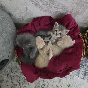 Шотландские котята, Худжанд