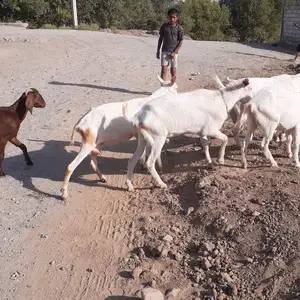 Бузхо, Турсунзаде
