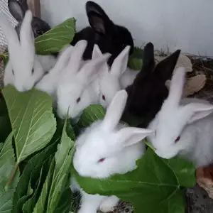 Харгушча 9ки, Душанбе