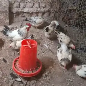 Мурги Рябушка, Бохтар (Курган-Тюбе)