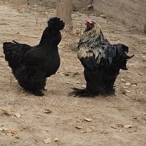 Тухми мурги султанка, Восеъ