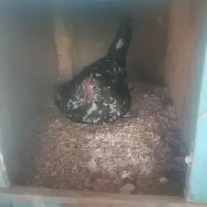Мурги японча, Душанбе