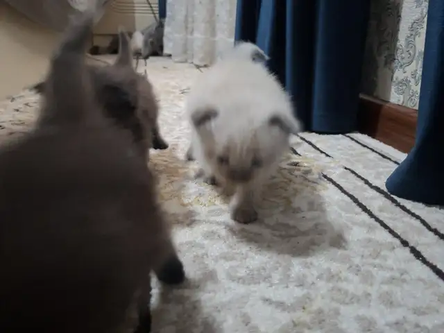 Милый котёнок, Бохтар (Курган-Тюбе)