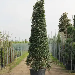 Ёсамин, Душанбе