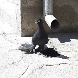 Голубь Жук, Бустон (Чкаловск)