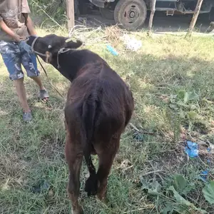 Гуночин, Вахдат