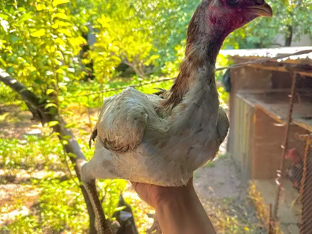 Мокиён дакан, Гиссар