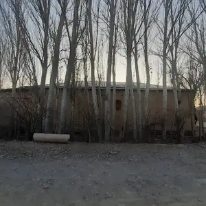 Дарахти сафедор, Пенджикент